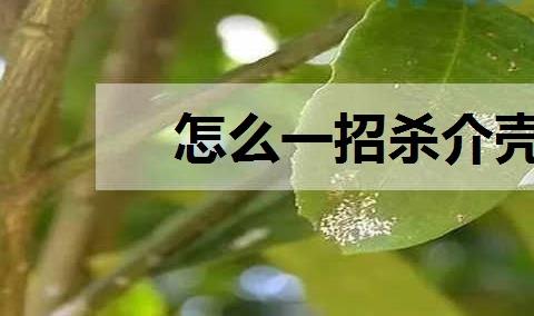 杀介壳虫专用药 用什么药效果最好