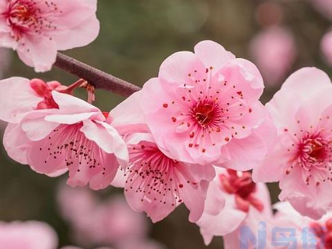 梅花什么时候开 花期养护技巧