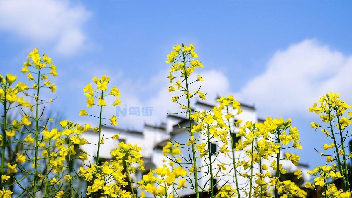 油菜花什么时候开花 花期在几月份