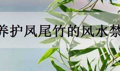 养护凤尾竹的风水禁忌有哪些