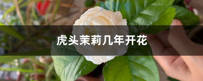 茉莉花如何养护才能开花不断