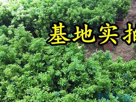 盆栽米兰开花时用多元素还是高磷钾的复合肥好