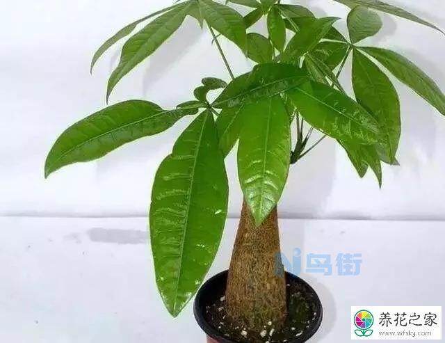 怎样让发财树的新芽粗壮