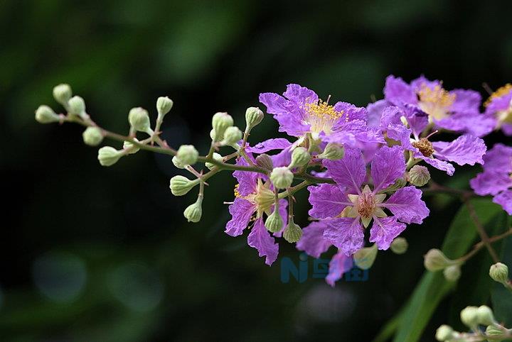 紫薇花是新枝开花还是老枝开花