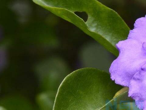 茉莉花和双色茉莉哪个好养