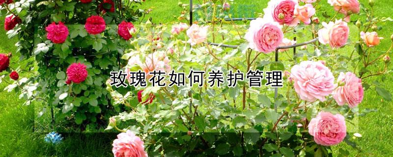 外出三五天如何养护茉莉花