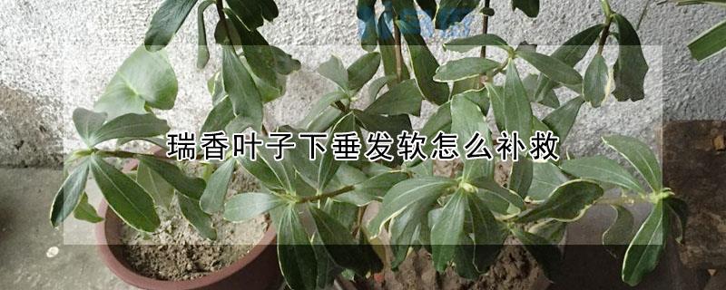 瑞香叶子下垂怎么补救