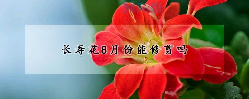 长寿花8月份休眠能修剪吗