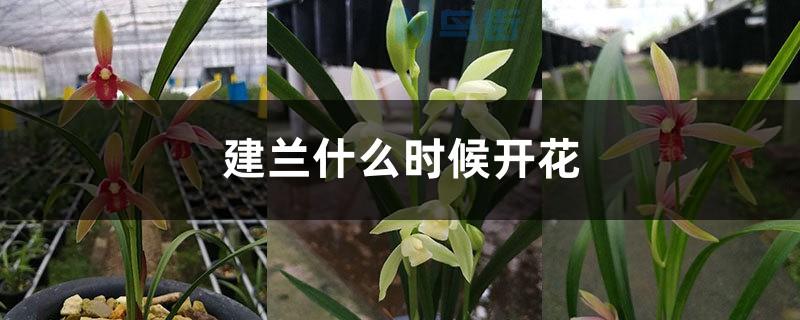 建兰什么时候发芽?怎样才能让建兰多发芽