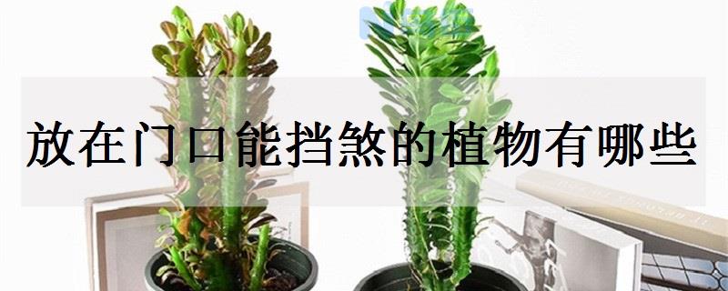 门口招财植物有哪些 家门口摆放什么好