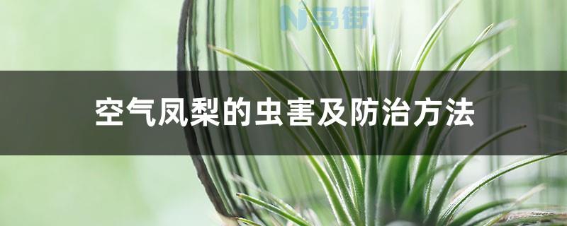 空气凤梨的虫害及防治方法