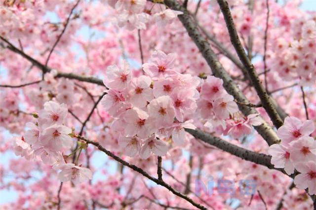 樱花几月开 什么时候花期