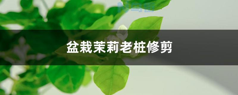 茉莉老桩干枯的枝条要剪掉吗