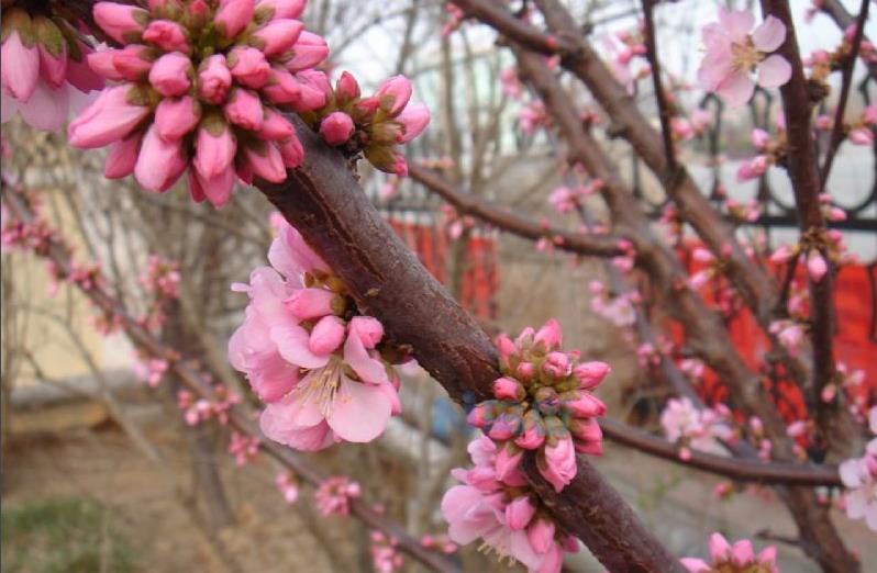 为何小桃红开花不香