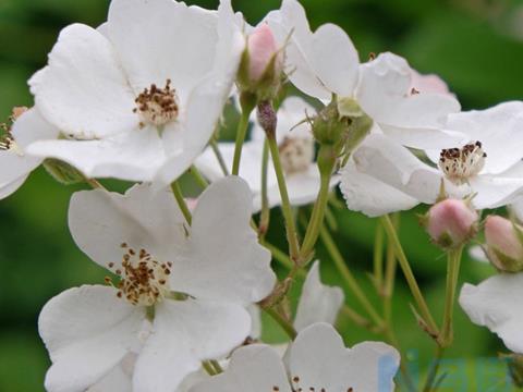 野蔷薇上挖的根嫁接月季长砧木芽怎样解决