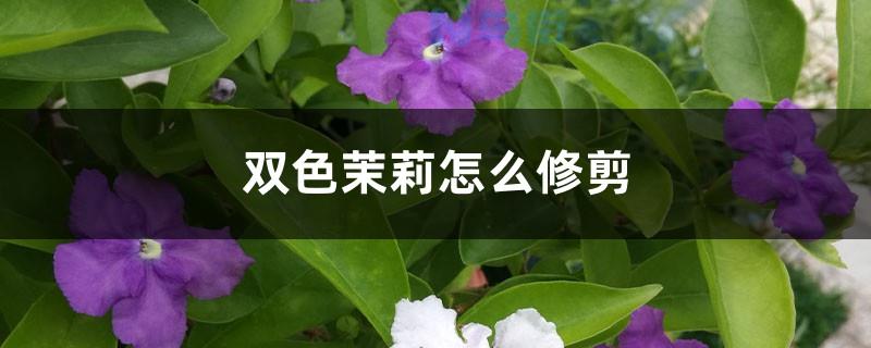 茉莉花怎么增粗