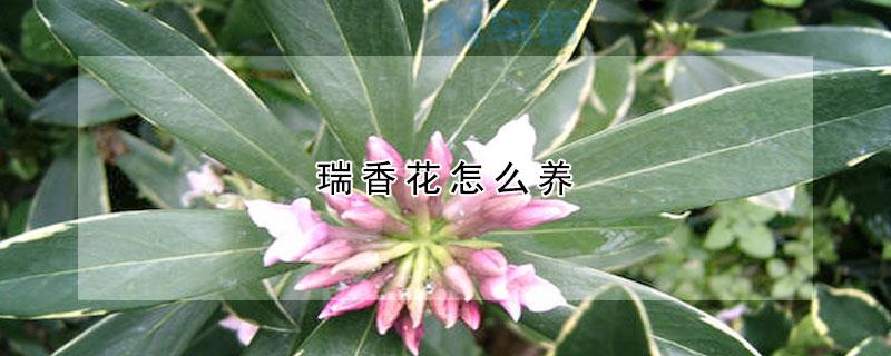 瑞香花夏季怎么养才能安全度夏