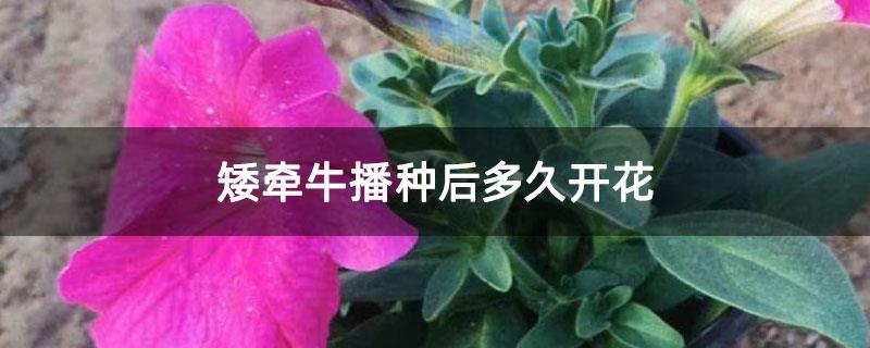 矮牵牛7月播种当年能开花吗