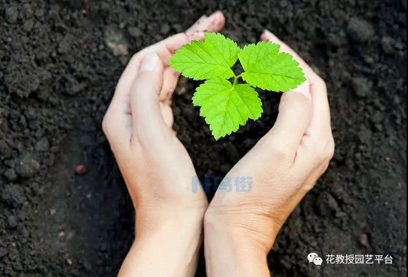 花卉种子播种后怎么浇水