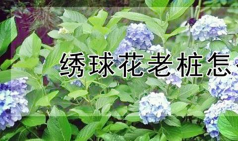 老桩茉莉花新枝新叶生长缓慢怎么办