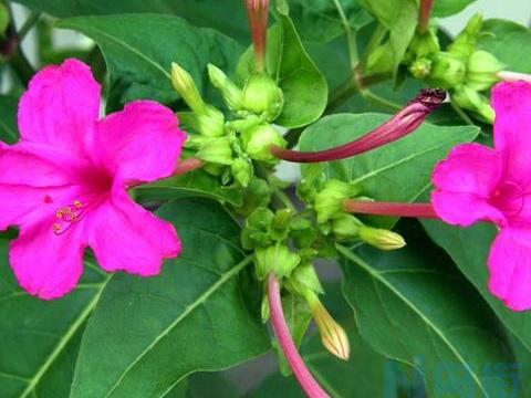 茉莉花在冬天会开花吗