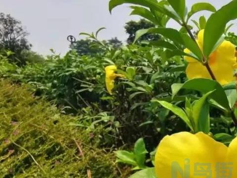 长春花不开花可以用磷酸二氢钾吗