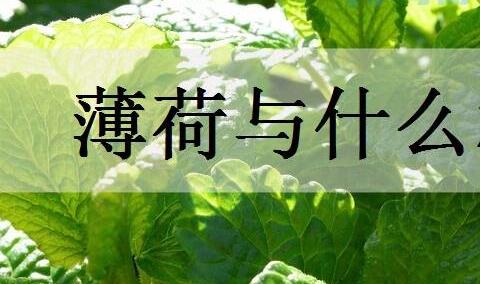 薄荷与什么相克