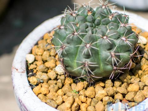 仙人球绯花玉花苞为什么长得特别慢