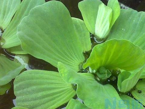 芙蓉花水浇多了怎么办