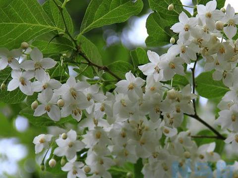 茉莉的花期有多长?一年四季都开花吗