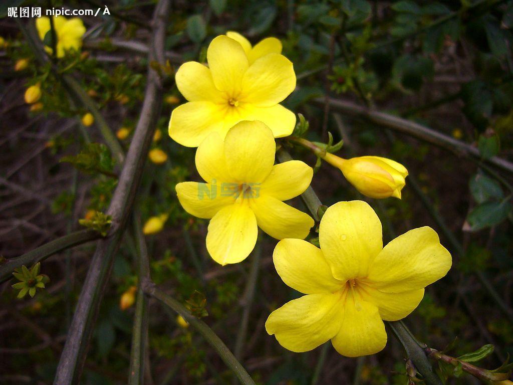 迎春花什么时候开 花期是多久