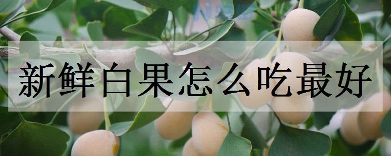 新鲜白果怎么吃最好 吃白果有什么好处