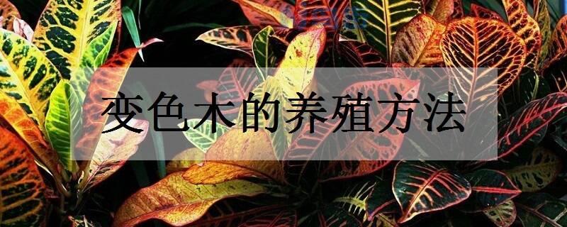 变色木的养殖方法 养殖注意事项有哪些