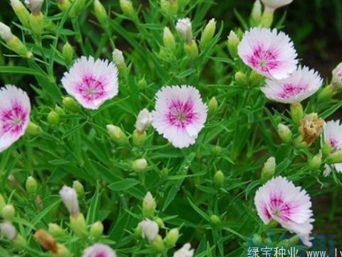 一年四季都可以带木质部芽接吗