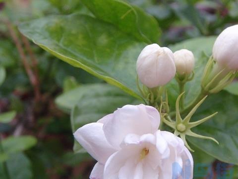 重瓣茉莉花花朵不开放是什么原因