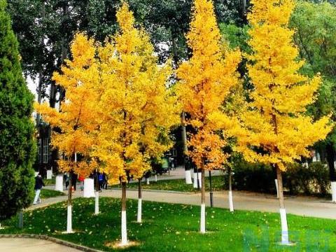 银杏树风水禁忌 种植在什么地方风水好