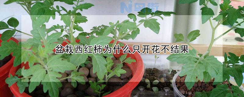 盆栽牡丹为什么不开花?如何养开花