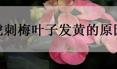 虎刺梅叶子为什么发黄