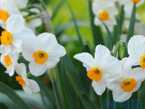 水仙花家庭栽培与养护