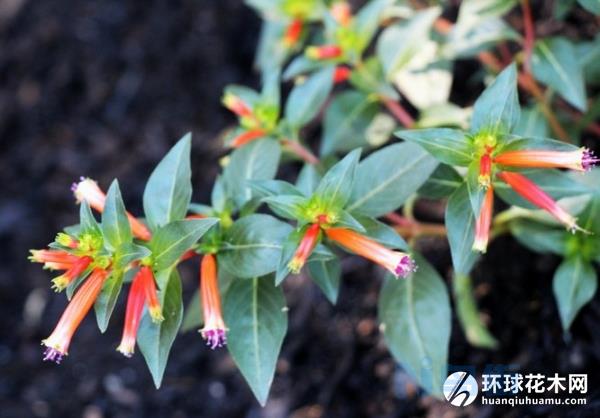 火红萼距花（雪茄花）的栽培管理技术