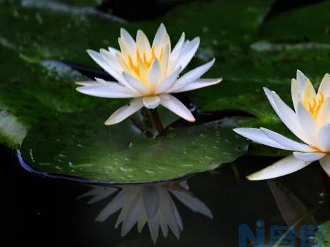 睡莲种植多长时间开花