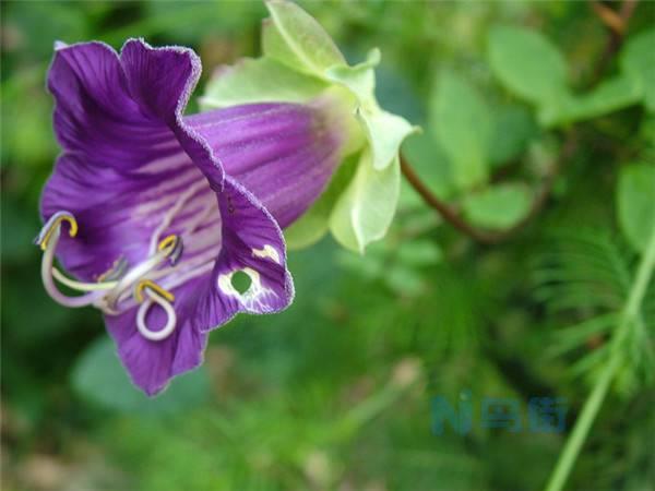 电灯花栽培管理技术