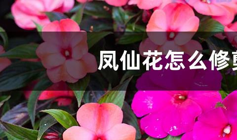 凤仙花需要修剪吗?凤仙花的修剪方法和注意事项