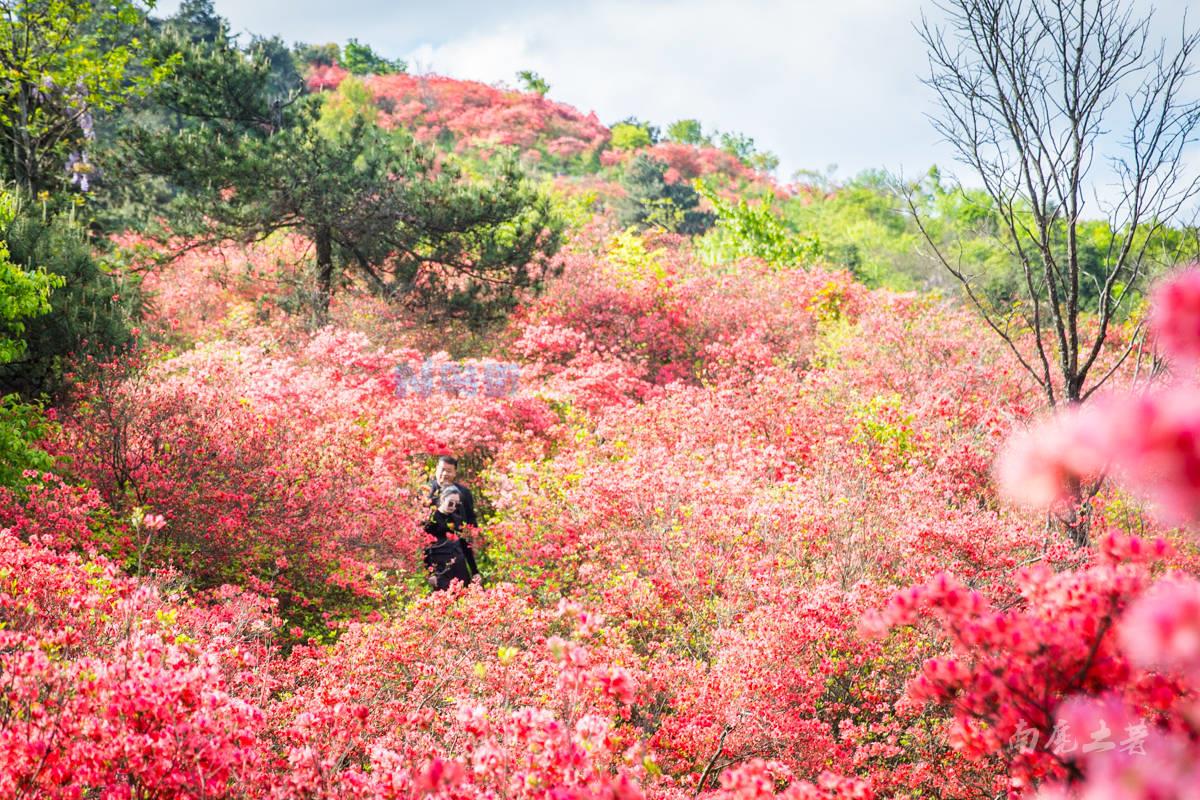 杜鹃花长叶不开花该怎么办,用什么肥比较好