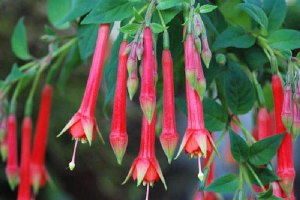 什么是花芽分化期?怎样促进花芽分化