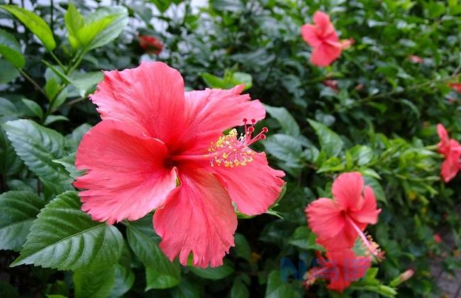 家养扶桑花风水好吗 扶桑花有什么风水作用