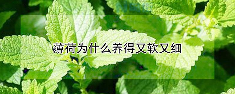 薄荷发芽长得又细又长怎么解决