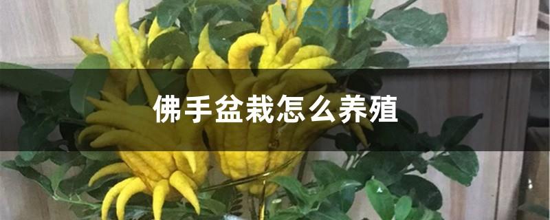 佛手盆栽冬天怎么种植