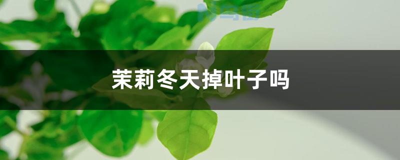 冬季茉莉花叶子落光该怎么处理