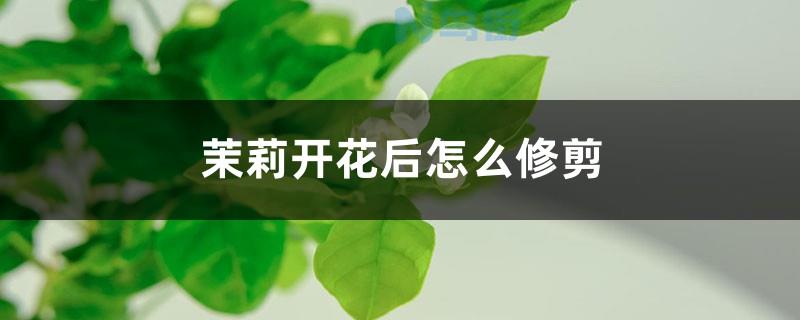 茉莉花长大后不开花但是长亭子该怎么办